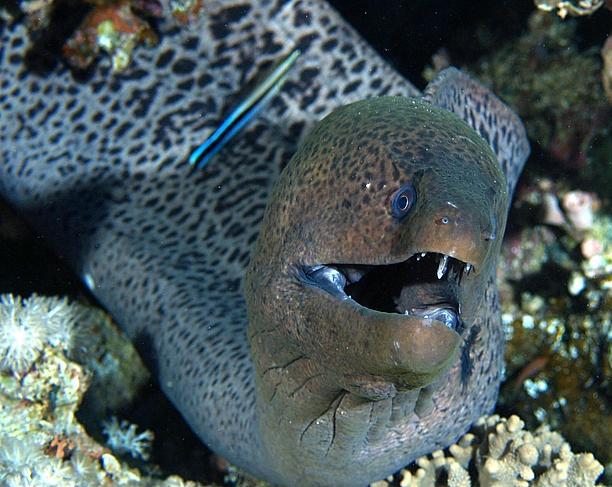  Hewan  Laut  Paling Berbahaya  Di laut  Kita Jaya